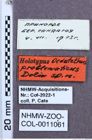 Etiketten zu Oedostethus problematicus (NHMW-ZOO-COL-0011061)